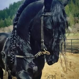 Meet your Posher, Ali guillen